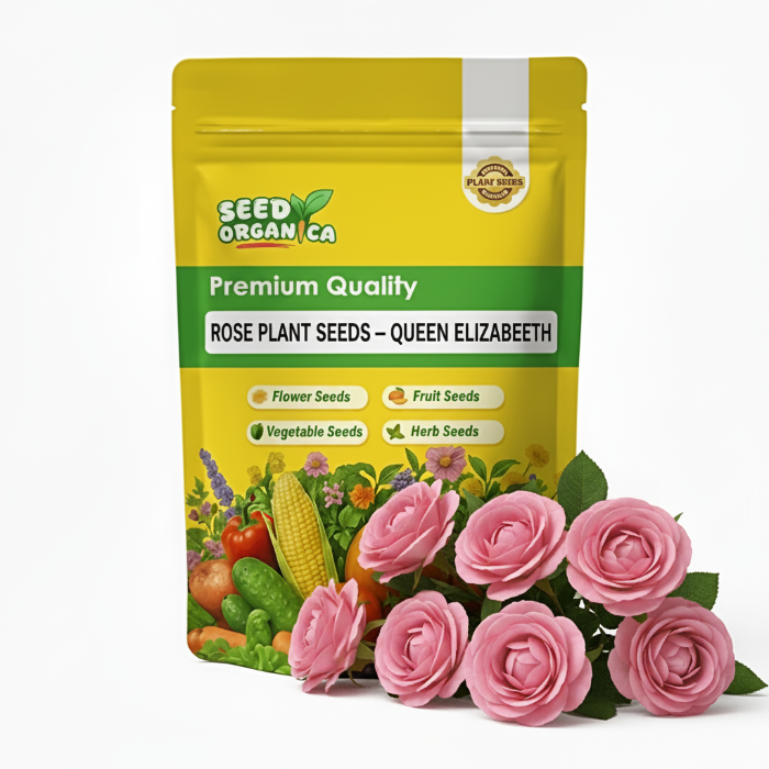 Rose Plant Seeds – Queen Elizabeth