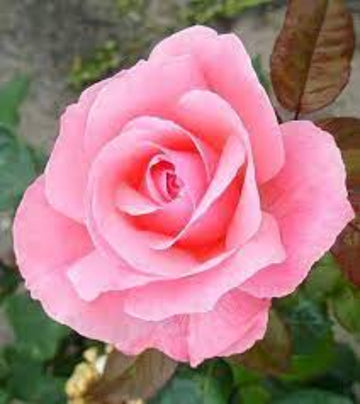 Rose Plant Seeds – Queen Elizabeth
