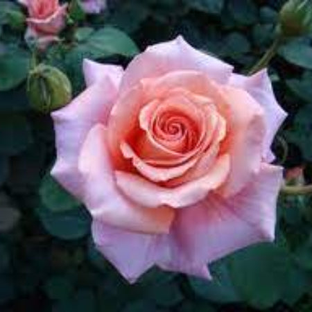 Rose Plant Seeds – Queen Elizabeth