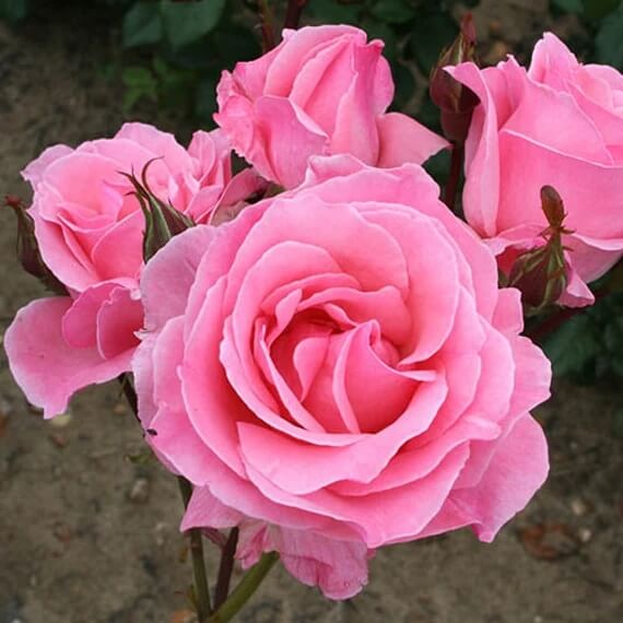 Rose Plant Seeds – Queen Elizabeth