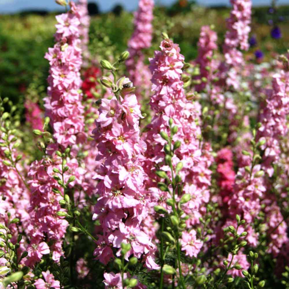 Rose Queen Larkspur Seeds