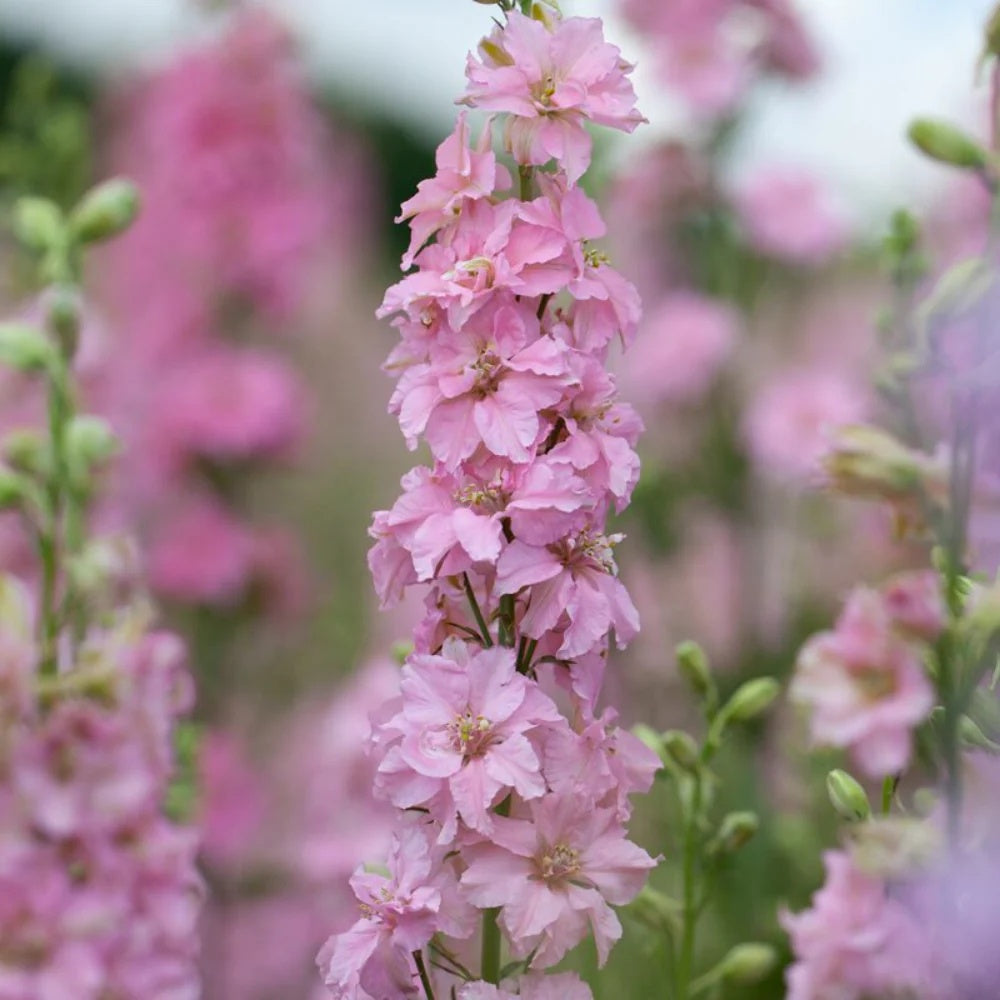 Rose Queen Larkspur Seeds