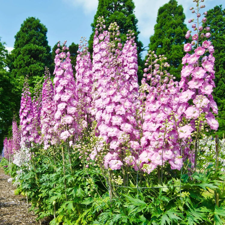 Rose Queen Larkspur Seeds
