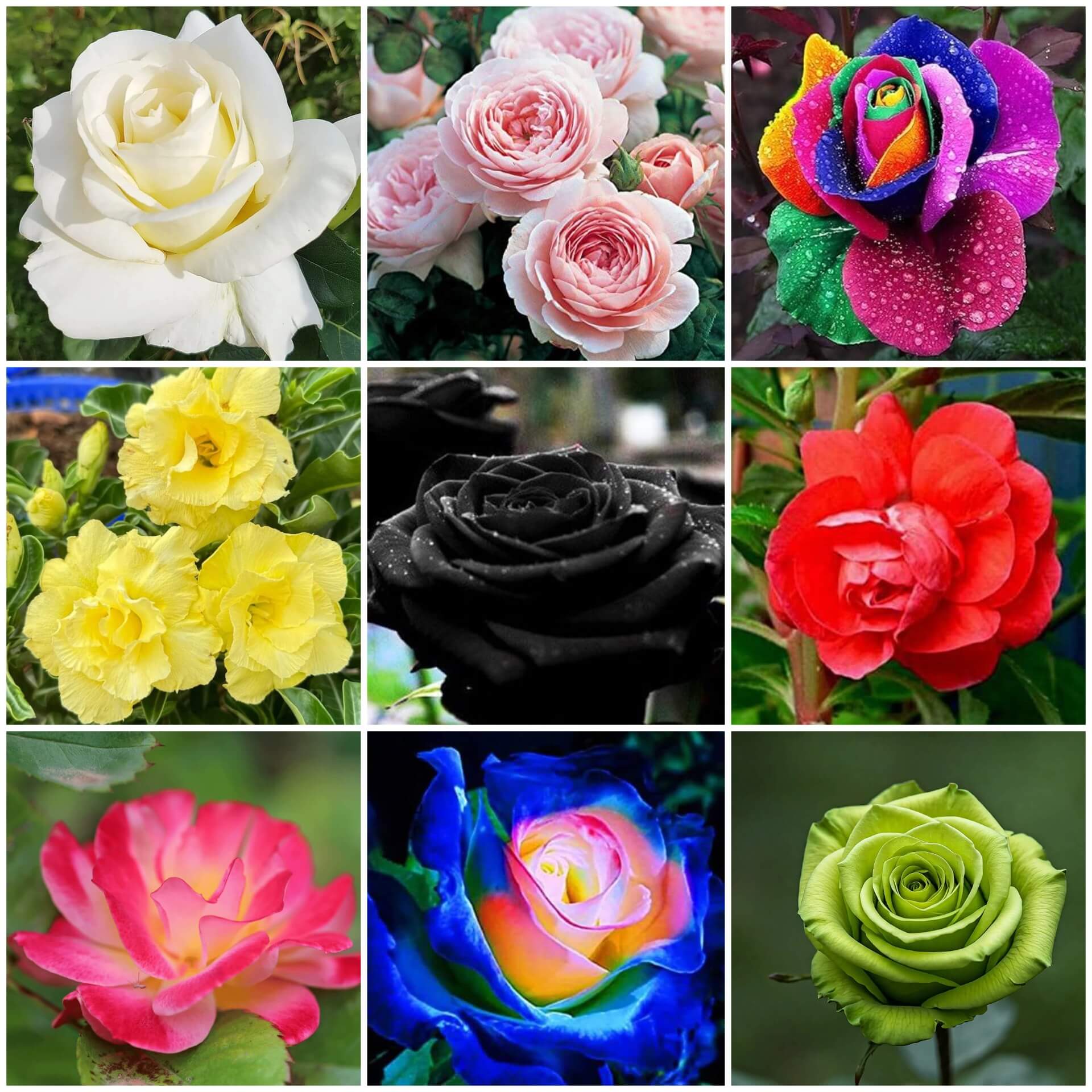 Rose Seeds | Elegant Garden Flower Seeds for Planting