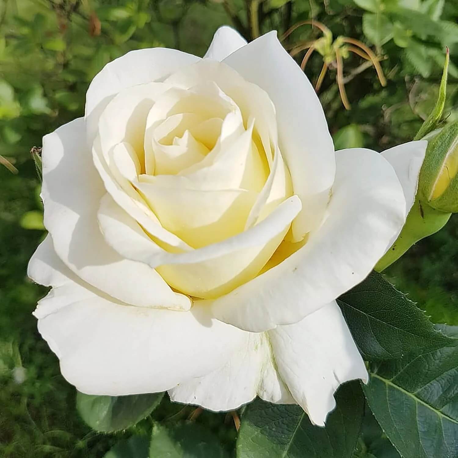 Rose Seeds - All In One For Home Gardens