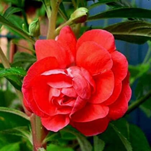 Rose Seeds - All In One For Home Gardens