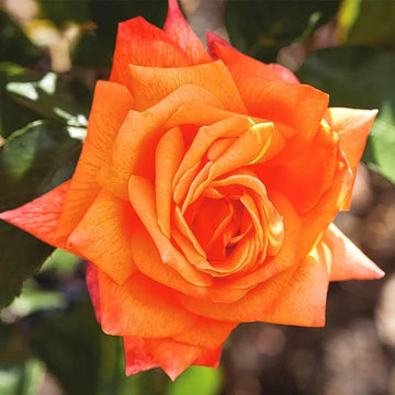 Rose Seeds - Flower Plant for Home Gardens