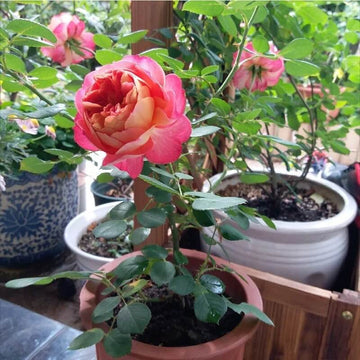 Rose Seeds - Flower Plant for Home Gardens