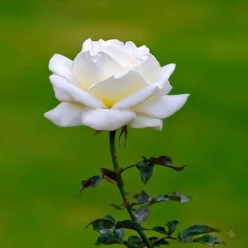 Rose Seeds - Flower Plant for Home Gardens