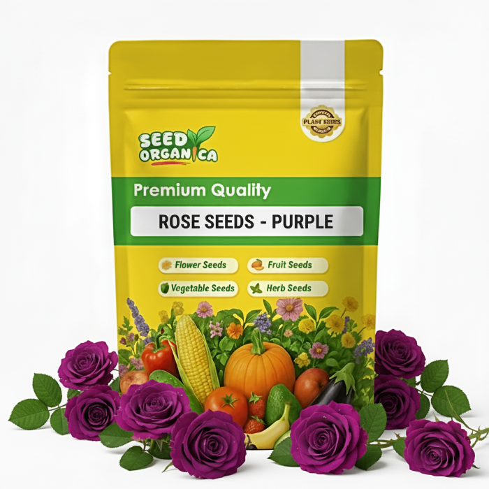 Rose Seeds - Purple