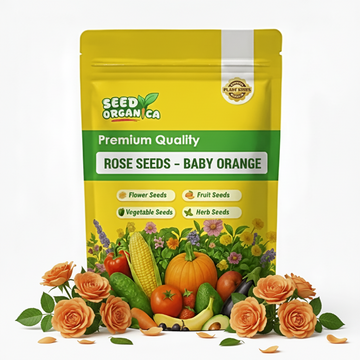 Rose Seeds –  Baby Orange