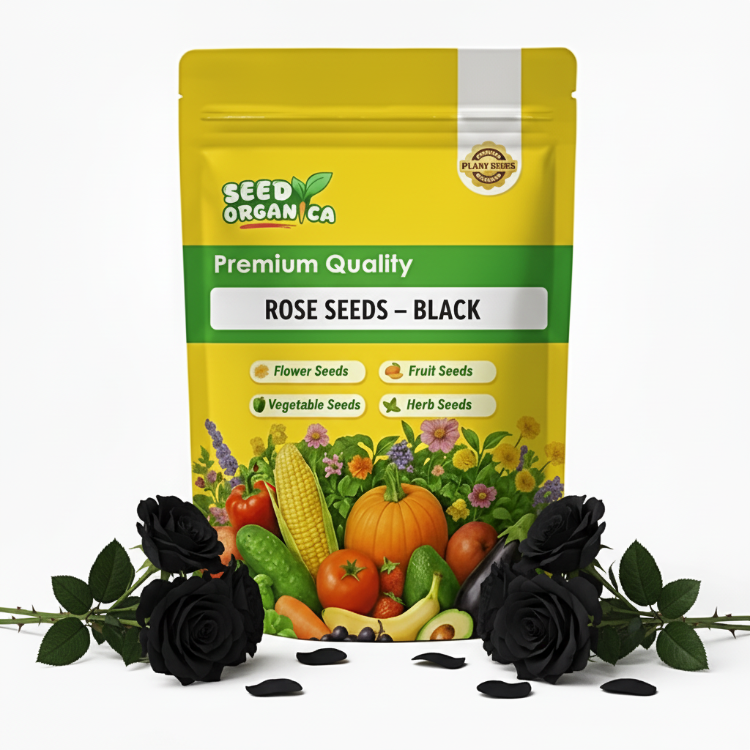 Rose Seeds – Black