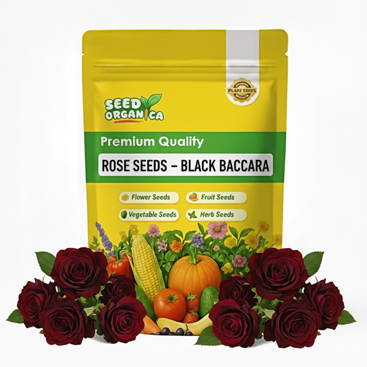 Rose Seeds – Black Baccara