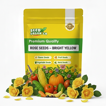 Rose Seeds –  Bright Yellow