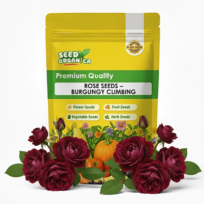 Rose Seeds – Burgundy Climbing