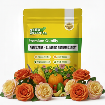 Rose Seeds – Climbing Autumn Sunset