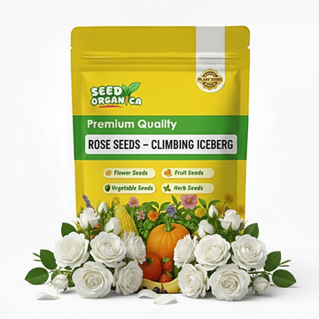 Rose Seeds – Climbing Iceberg