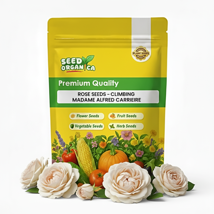 Rose Seeds – Climbing Madame Alfred Carriere