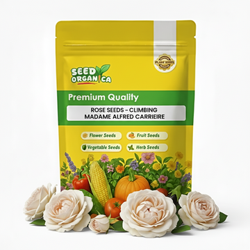 Rose Seeds – Climbing Madame Alfred Carriere