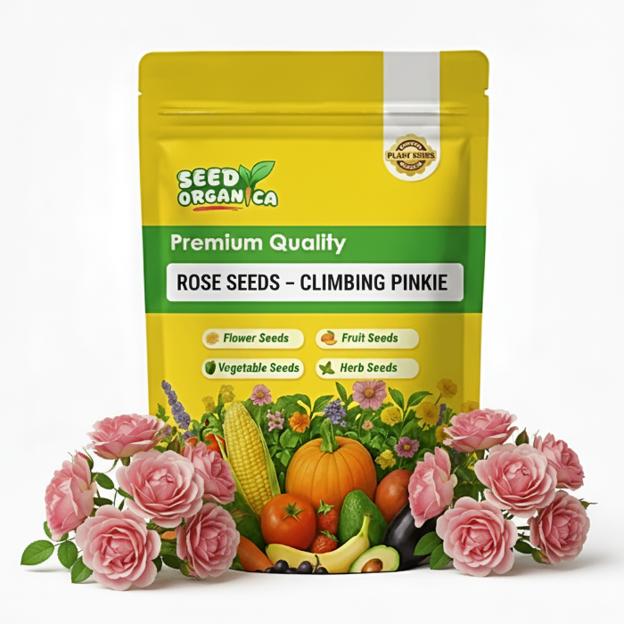 Rose Seeds – Climbing Pinkie