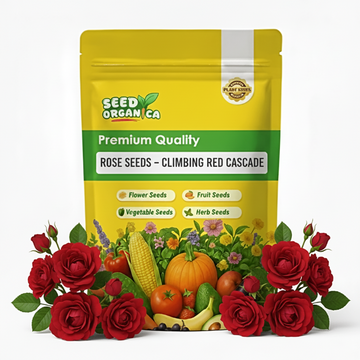 Rose Seeds – Climbing Red Cascade