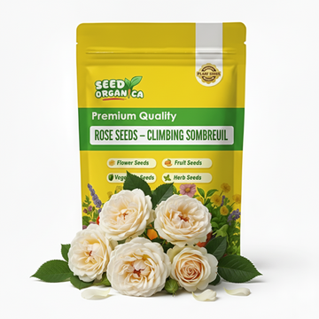 Rose Seeds – Climbing Sombreuil