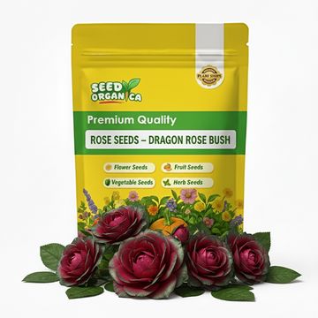 Rose Seeds – Dragon Rose Bush