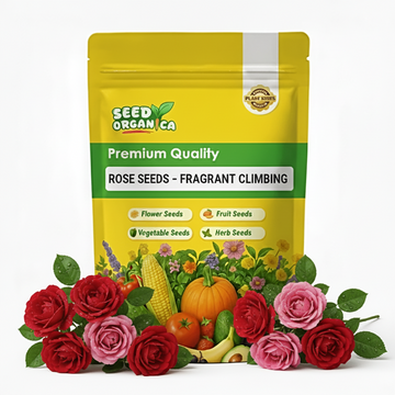 Rose Seeds – Fragrant Climbing
