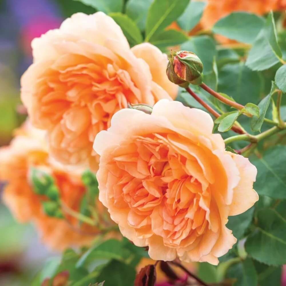 Rose Seeds – Light Orange Double Petal 