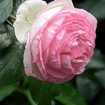 Rose Seeds – Light Pink Double Petal
