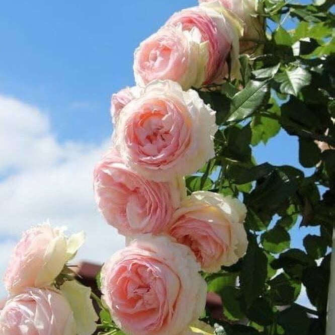 Rose Seeds – Light Pink Double Petal