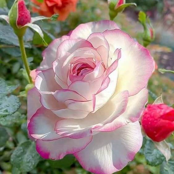 Rose Seeds – Light Pink Double Petal