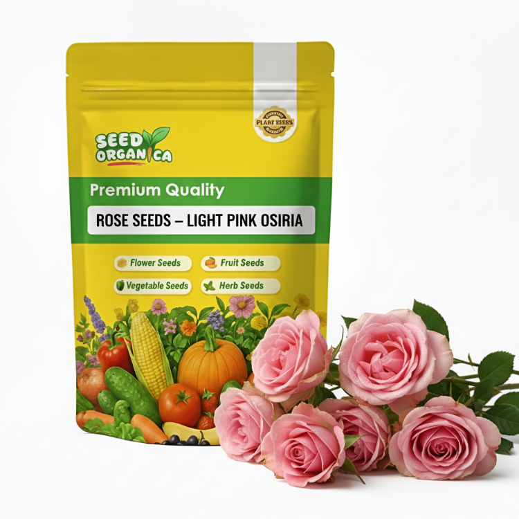 Rose Seeds – Light Pink Osiria