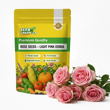 Rose Seeds – Light Pink Osiria