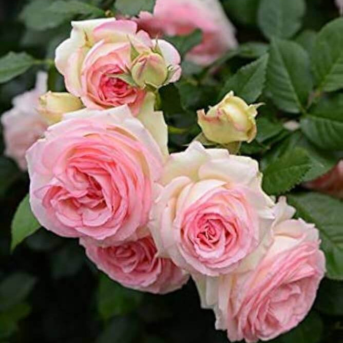 Rose Seeds – Light Pink Osiria