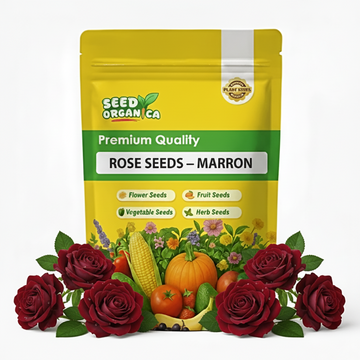 Rose Seeds – Marron