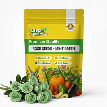 Rose  Seeds – Mint Green