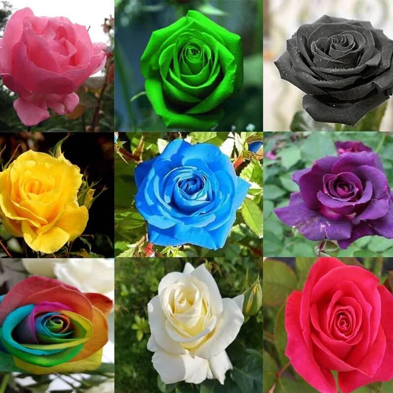 Rose Seeds – Mixed Rainbow Bonsai
