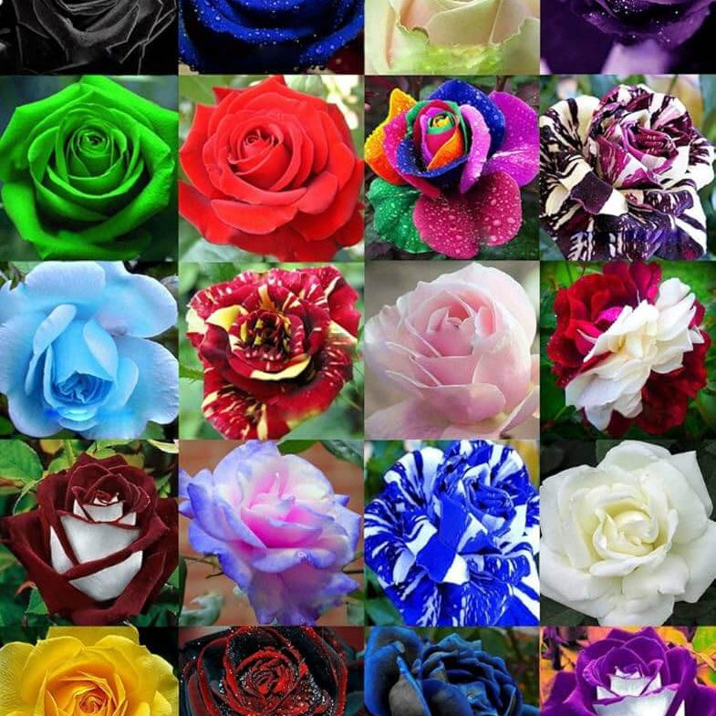 Rose Seeds – Mixed Rainbow Bonsai
