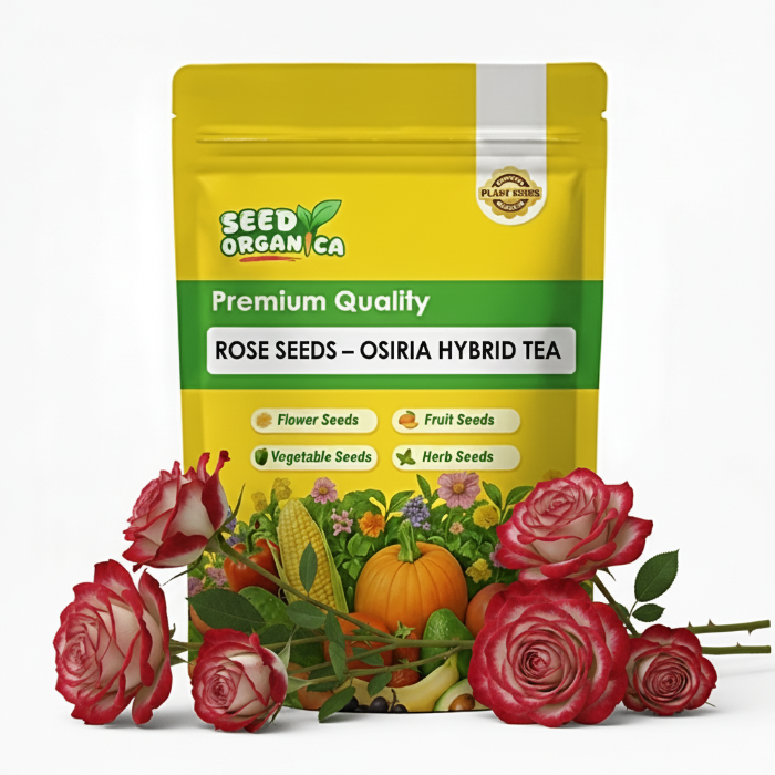 Osiria Hybrid Tea Rose Seeds | Ornamental Garden Rose