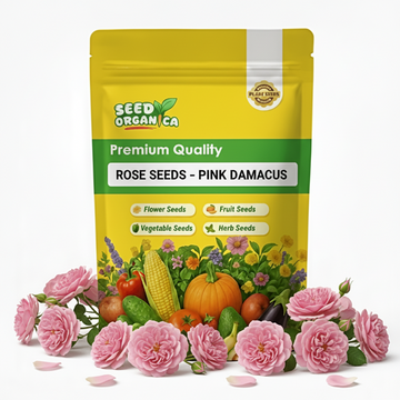 Rose Seeds – Pink Damascus