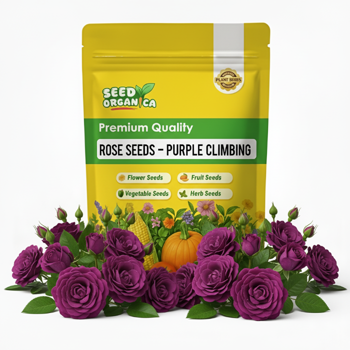 Rose Seeds – Purple Climbing