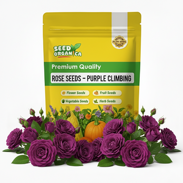 Rose Seeds – Purple Climbing