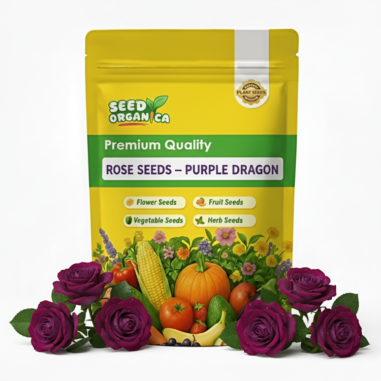 Rose Seeds – Purple Dragon