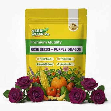 Rose Seeds – Purple Dragon