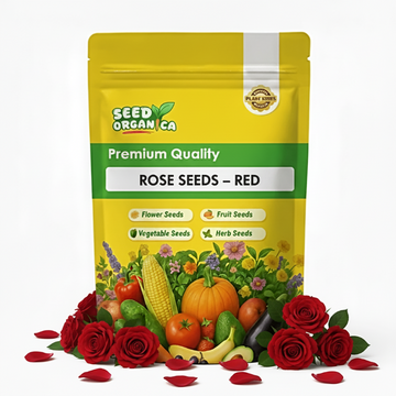 Rose Seeds – Red