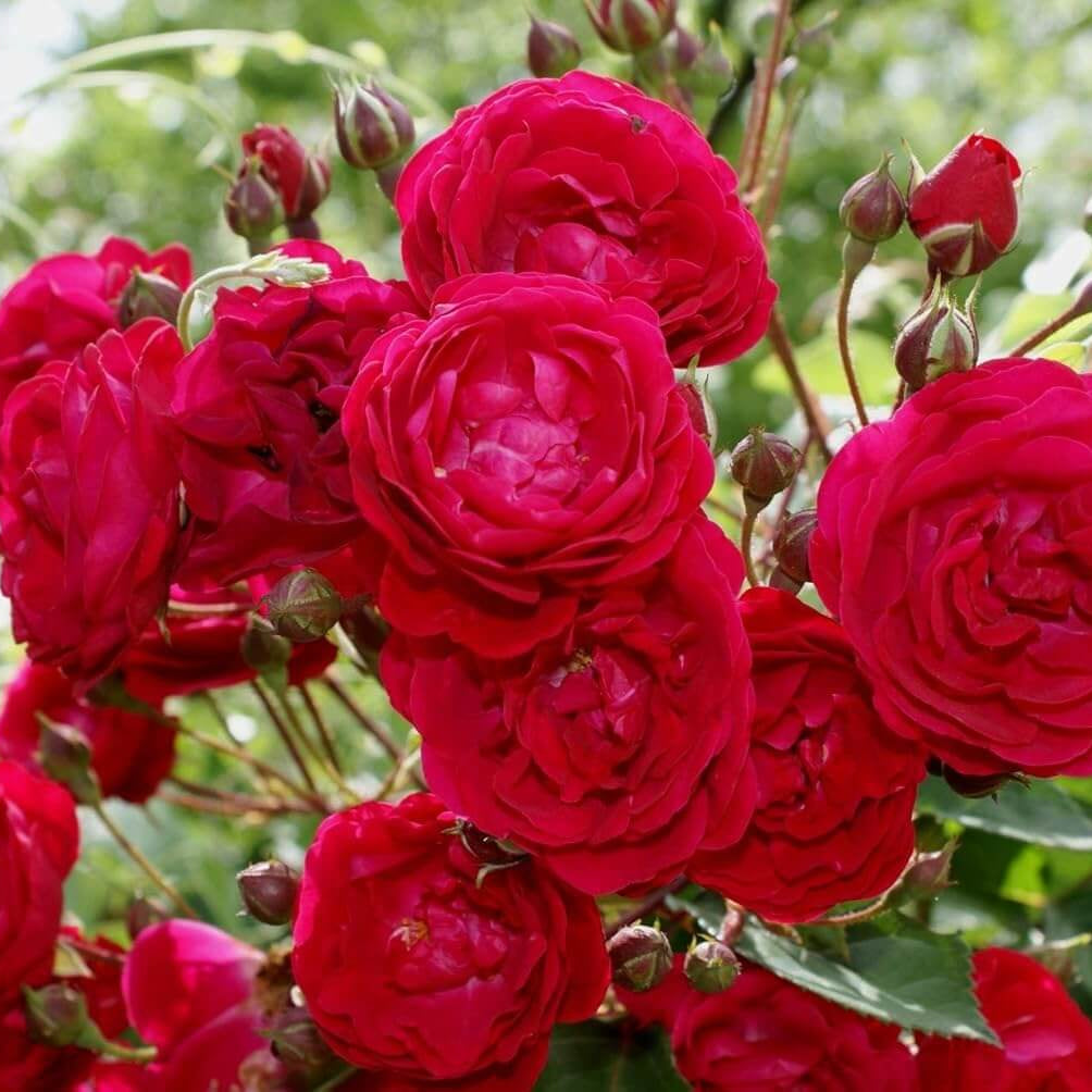 Rose Seeds – Red Double Petal