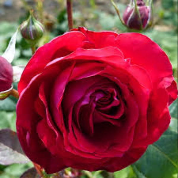 Rose Seeds – Red Double Petal
