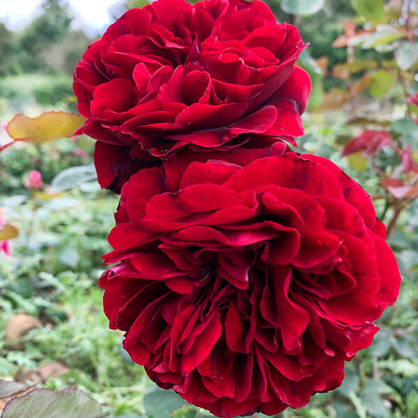 Rose Seeds – Red Double Petal
