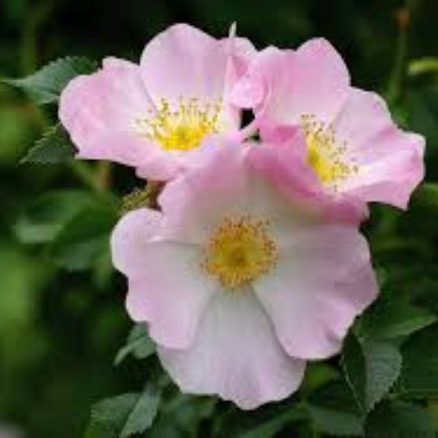 Rose Seeds – Rosa Canina